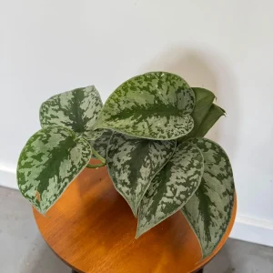 Scindapsus Silver Exotica Live Plant – 4 inch Grow Pot – Rare Vining Indoor Houseplant - Image 5