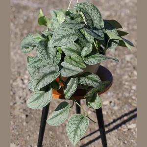 Scindapsus Silver Exotica Live Plant – 8