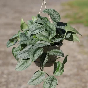 Scindapsus Silver Exotica Live Plant – 8
