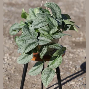 Scindapsus Silver Exotica Live Plant – 8