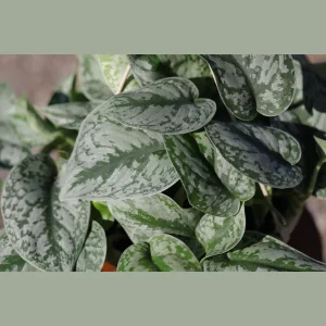 Scindapsus Silver Exotica Live Plant – 8