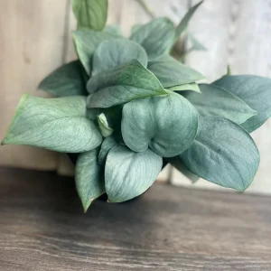 Scindapsus Silver Hero Live Plant 4 inch or 6 inch Pot - Vining Houseplant - Image 3