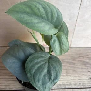 Scindapsus Silver Hero Live Plant 4 inch or 6 inch Pot - Vining Houseplant - Image 6