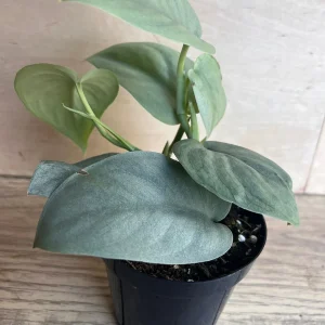 Scindapsus Silver Hero Live Plant 4 inch or 6 inch Pot - Vining Houseplant - Image 7