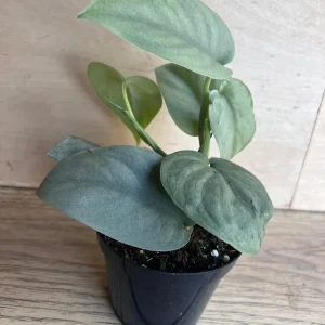Scindapsus Silver Hero Live Plant 4 inch or 6 inch Pot - Vining Houseplant - Image 9
