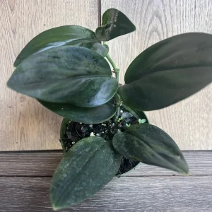 Scindapsus Treubii Dark Form Live Plant – 4 inch Pot – Indoor Houseplant - Image 3