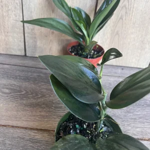 Scindapsus Treubii Dark Form Live Plant – 4 inch Pot – Indoor Houseplant - Image 4