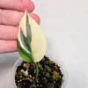 Scindapsus Treubii Moonlight Albo Live Plant - Variegated Houseplant - Image 1
