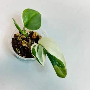 Scindapsus Treubii Moonlight Albo Live Plant – Variegated Houseplant - Image 3