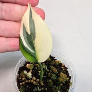 Scindapsus Treubii Moonlight Albo Live Plant - Variegated Houseplant - Image 3