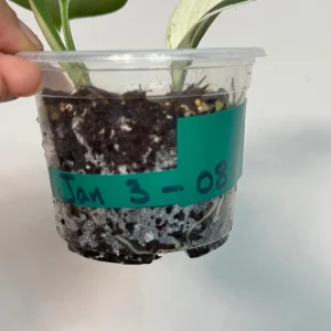 Scindapsus Treubii Moonlight Albo Live Plant – Variegated Houseplant - Image 4