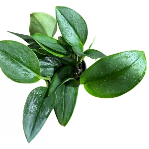 Scindapsus Treubii Moonlight Live Plant – 4 inch Grow Pot – Rare Houseplant - Image 3