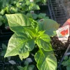 Scorpion Butch T Pepper Live Plant - Super Hot Chili - 3 inch Pot - Image 1