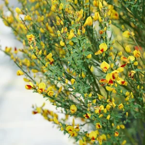 Scotch Broom Live Plant – Sister Disco Cytisus – 4 inch Pot – Vibrant Yellow & Red Flowers – Outdoor Shrub - Image 2