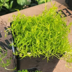 Scotch & Irish Moss Live Plants - Sagina subulata, Scleranthus uniflorus - 3.5in Pot - Image 4