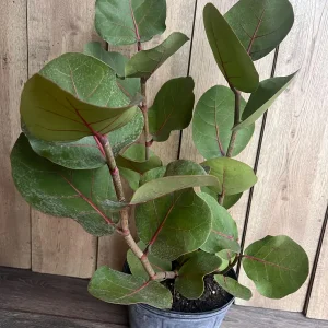 Sea Grape Live Plant, Coccoloba uvifera - 10