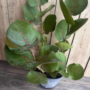 Sea Grape Live Plant, Coccoloba uvifera - 10