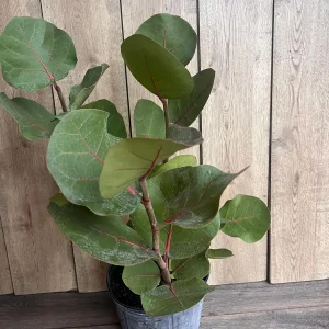 Sea Grape Live Plant, Coccoloba uvifera - 10