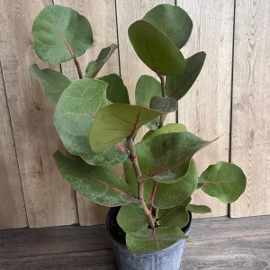 Sea Grape Live Plant, Coccoloba uvifera - 10