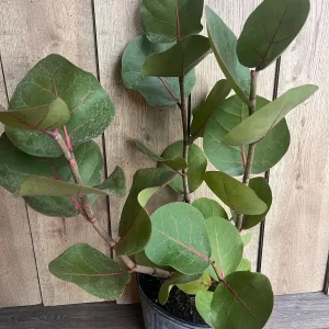 Sea Grape Live Plant, Coccoloba uvifera - 10