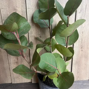Sea Grape Live Plant, Coccoloba uvifera - 10