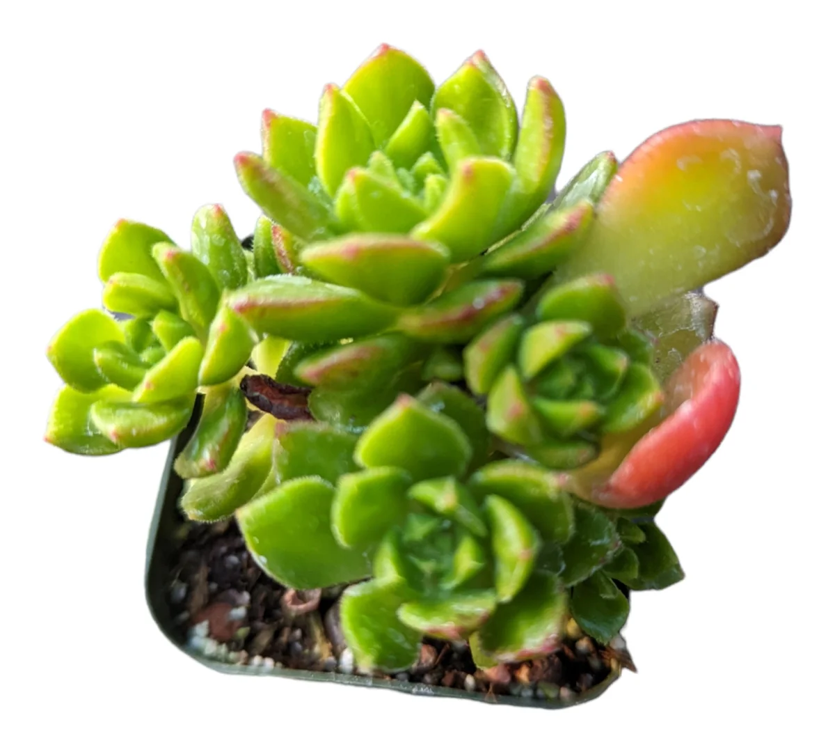 Sedeveria 'Letizia' Succulent Plant - Image 3