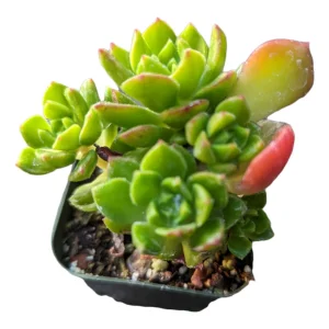 Sedeveria 'Letizia' Succulent Plant - Image 4