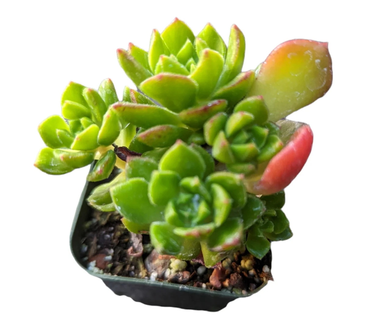 Sedeveria 'Letizia' Succulent Plant - Image 4
