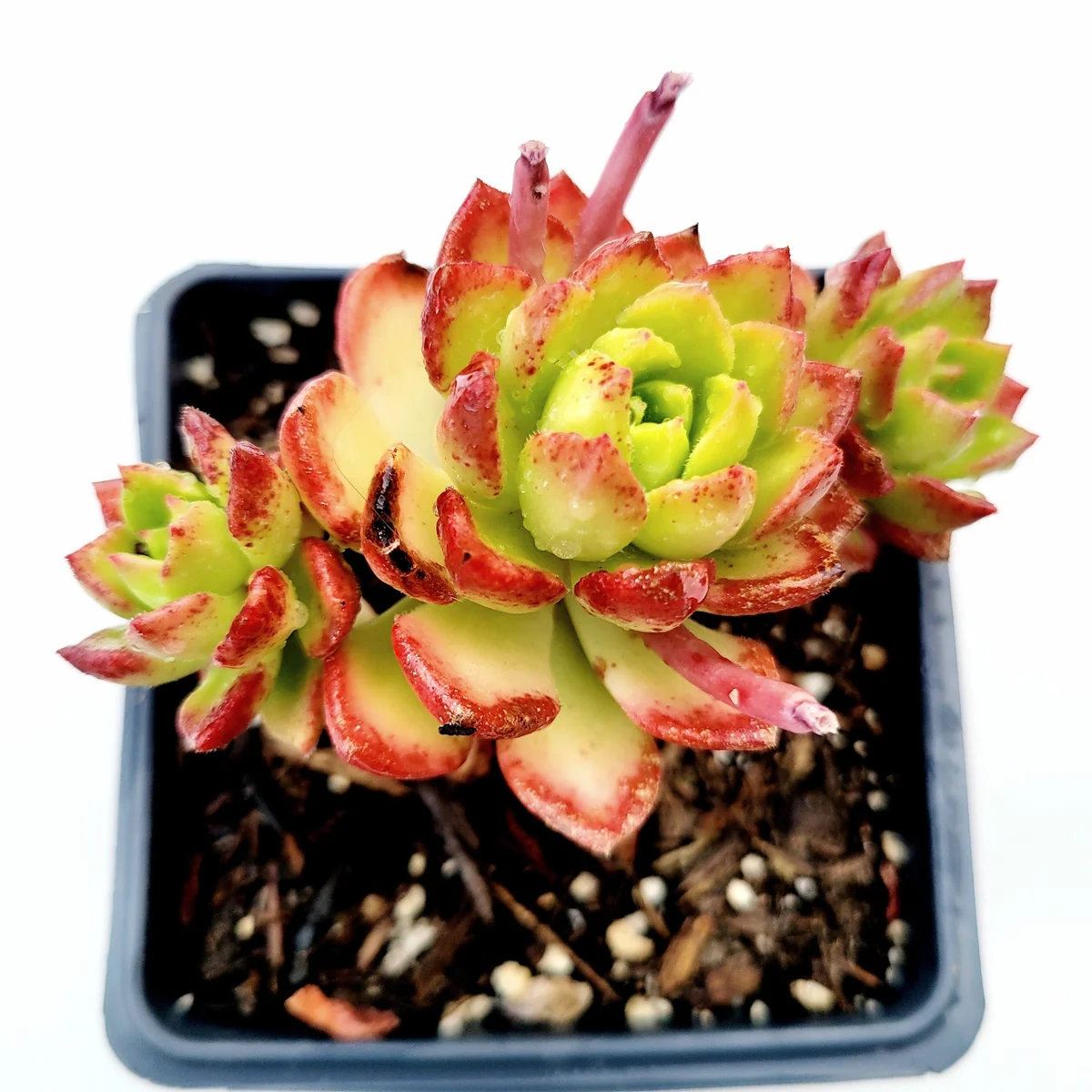 Sedeveria 'Letizia' Succulent Plant - Image 5