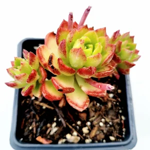 Sedeveria 'Letizia' Succulent Plant - Image 6