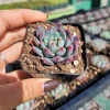 Sedeveria 'Blue Elf' Succulent Live Plant – Blue-Green & Pink – Indoor/Outdoor - Image 1