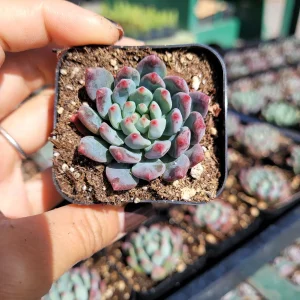 Sedeveria 'Blue Elf' Succulent Live Plant – Blue-Green & Pink – Indoor/Outdoor - Image 2