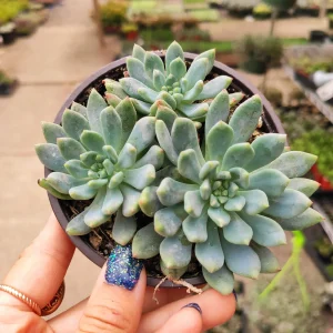 Sedeveria 'Blue Elf' Succulent Live Plant – Blue-Green & Pink – Indoor/Outdoor - Image 5