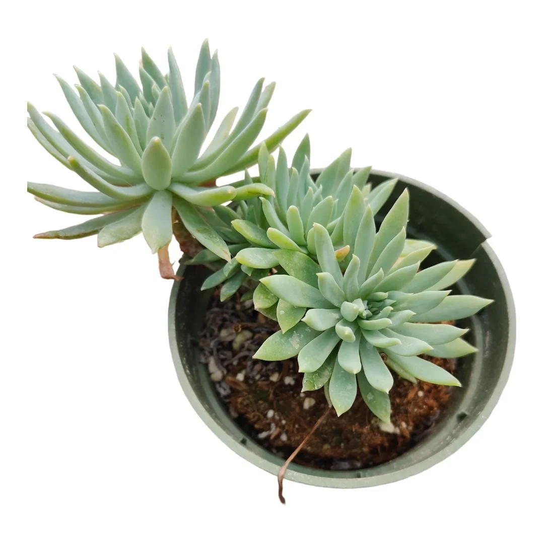 Sedeveria 'Fanfare' Succulent Live Plant - Drought Tolerant Indoor/Outdoor - Image 6