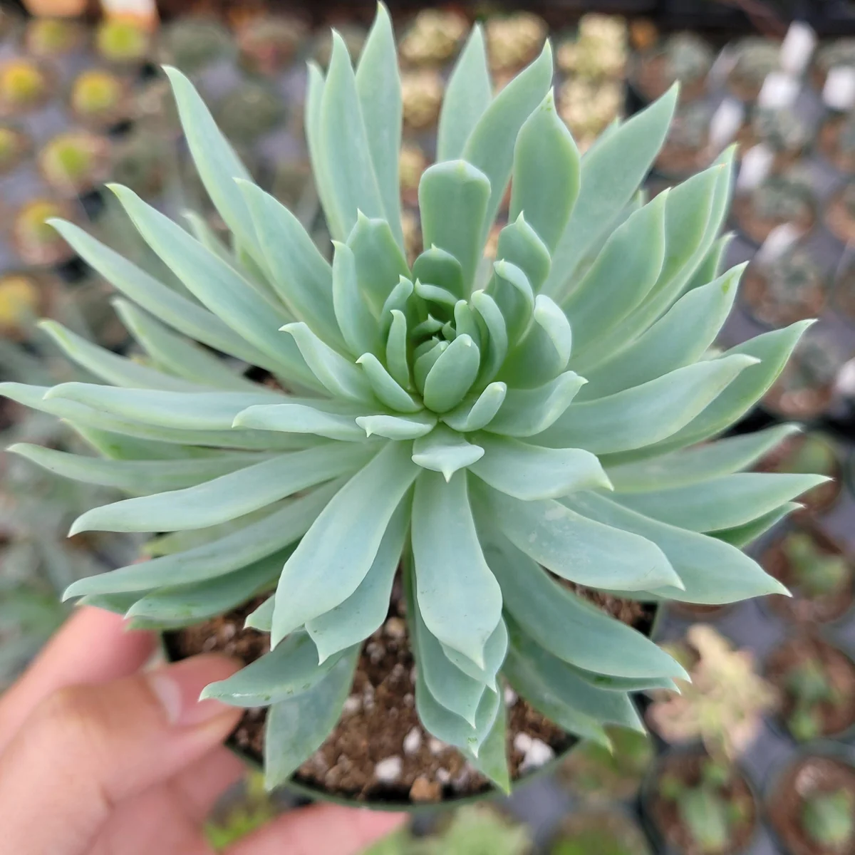Sedeveria 'Fanfare' Succulent Live Plant - Drought Tolerant Indoor/Outdoor - Image 1