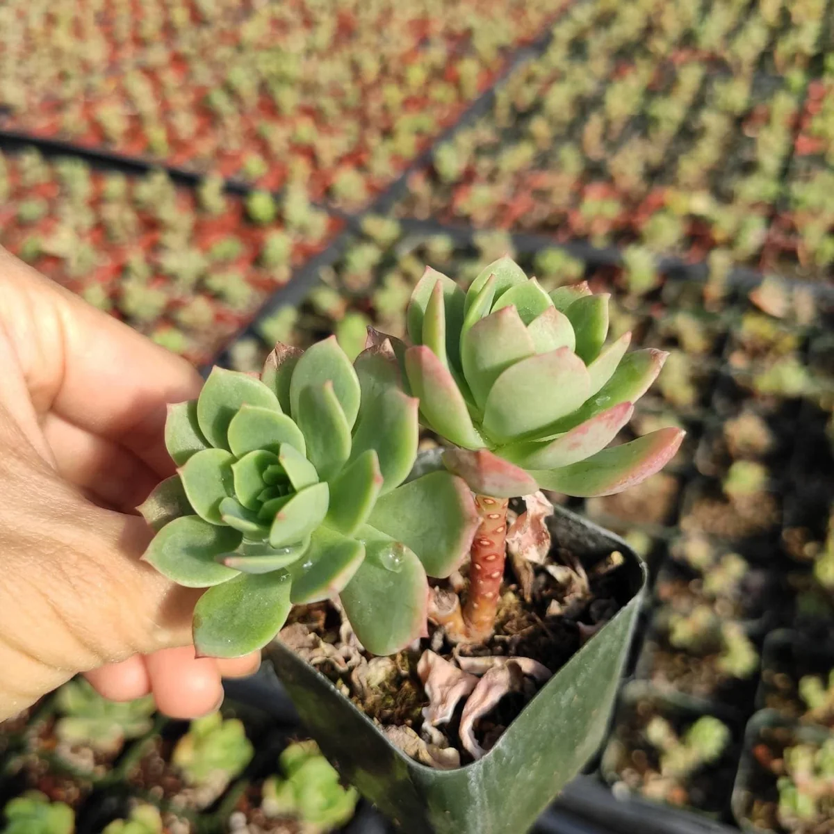 Sedeveria 'Green Rose' Succulent Live Plant - Drought Tolerant Indoor/Outdoor - Image 3