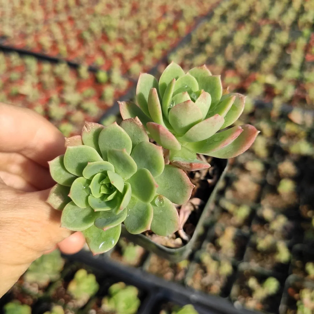 Sedeveria 'Green Rose' Succulent Live Plant - Drought Tolerant Indoor/Outdoor - Image 4