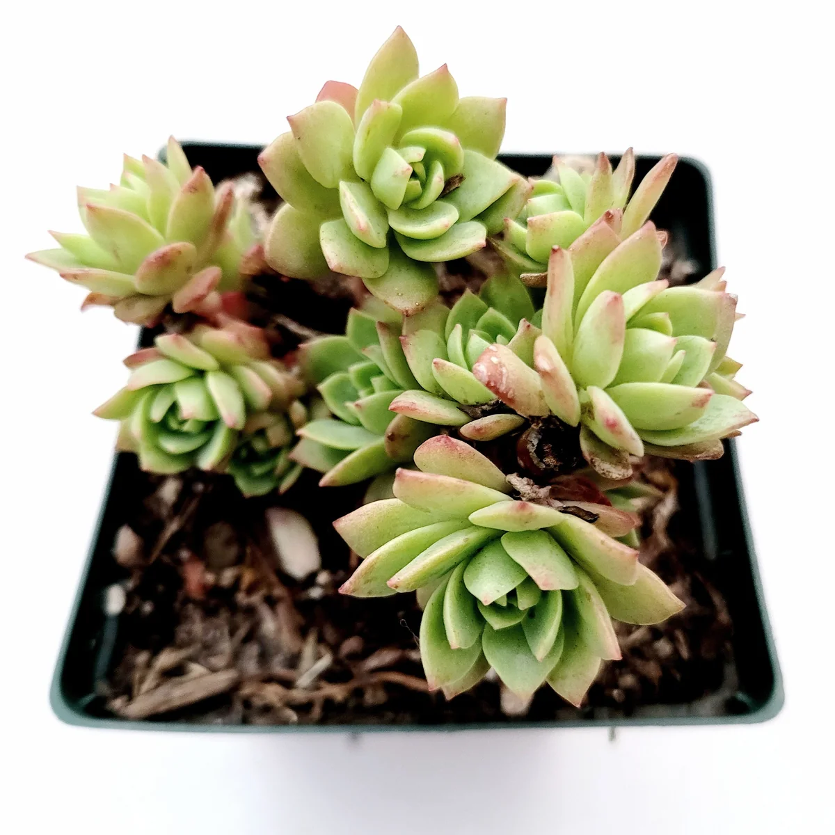 Sedeveria 'Green Rose' Succulent Live Plant - Drought Tolerant Indoor/Outdoor - Image 5