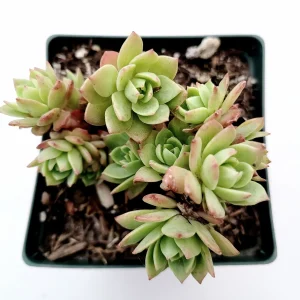 Sedeveria 'Green Rose' Succulent Live Plant - Drought Tolerant Indoor/Outdoor - Image 6
