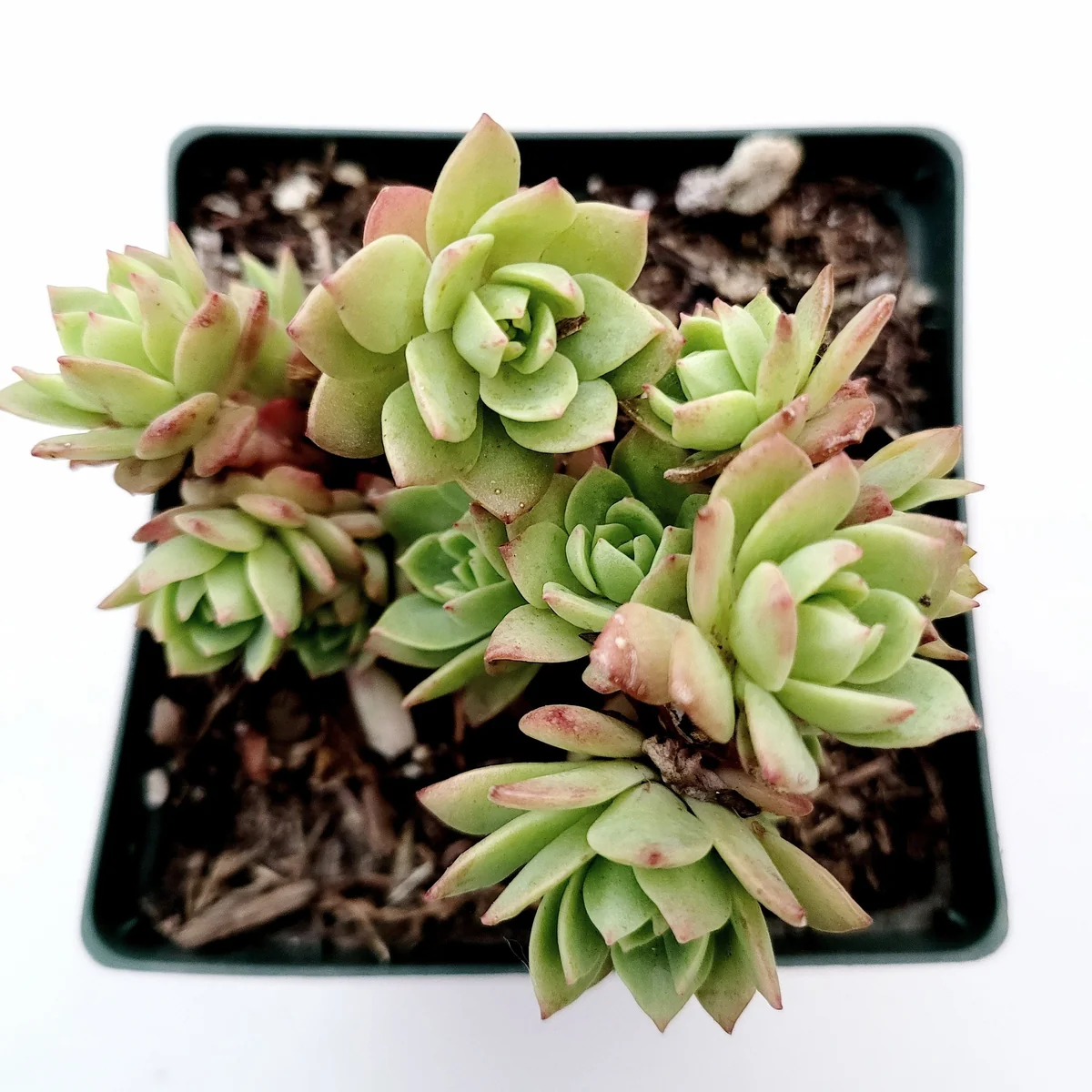 Sedeveria 'Green Rose' Succulent Live Plant - Drought Tolerant Indoor/Outdoor - Image 6