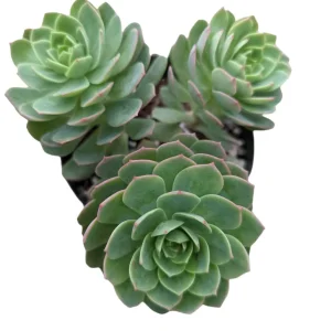 Sedeveria 'Green Rose' Succulent Live Plant - Drought Tolerant Indoor/Outdoor - Image 7