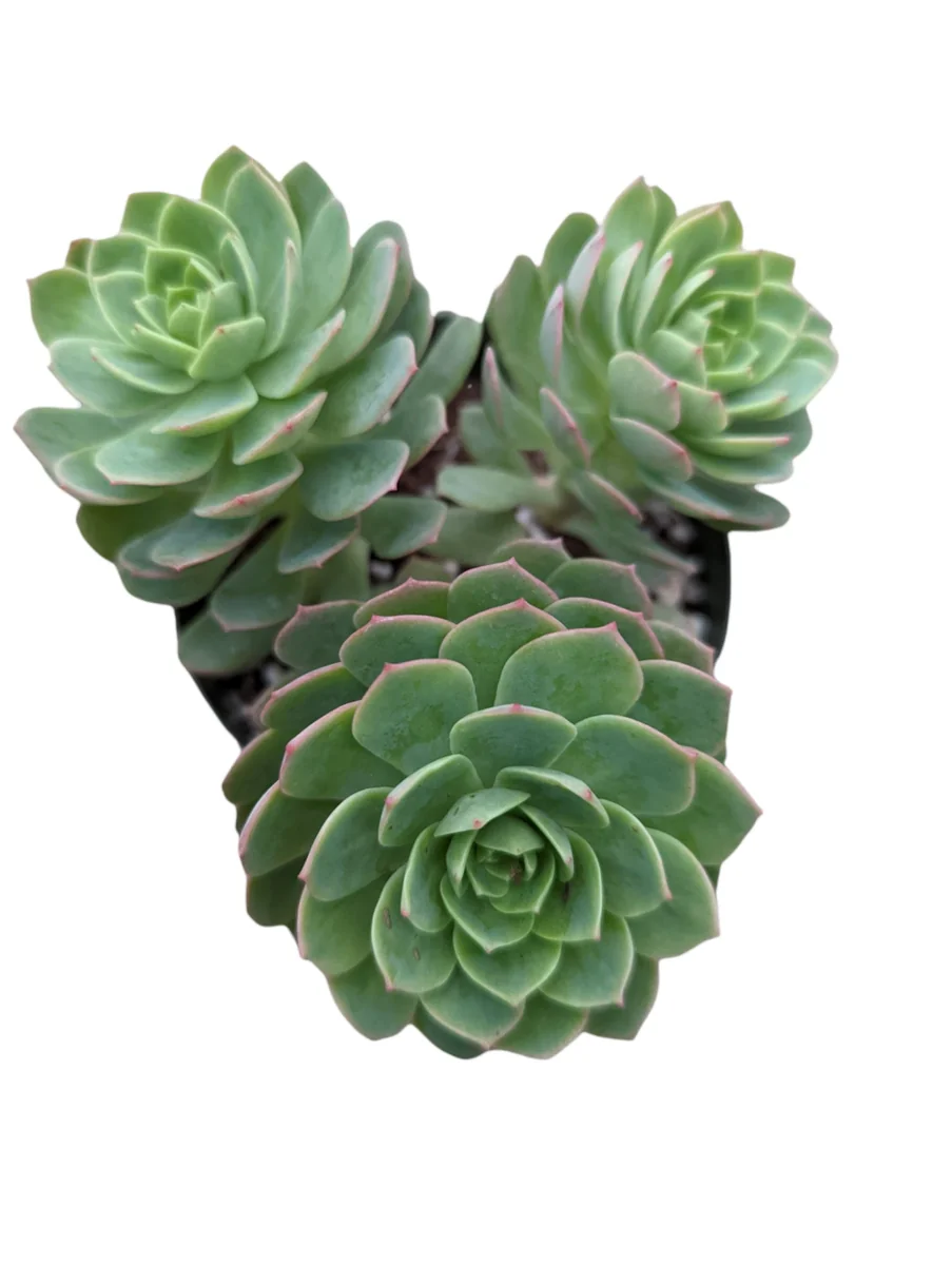 Sedeveria 'Green Rose' Succulent Live Plant - Drought Tolerant Indoor/Outdoor - Image 7