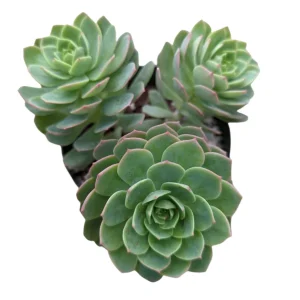 Sedeveria 'Green Rose' Succulent Live Plant - Drought Tolerant Indoor/Outdoor - Image 8