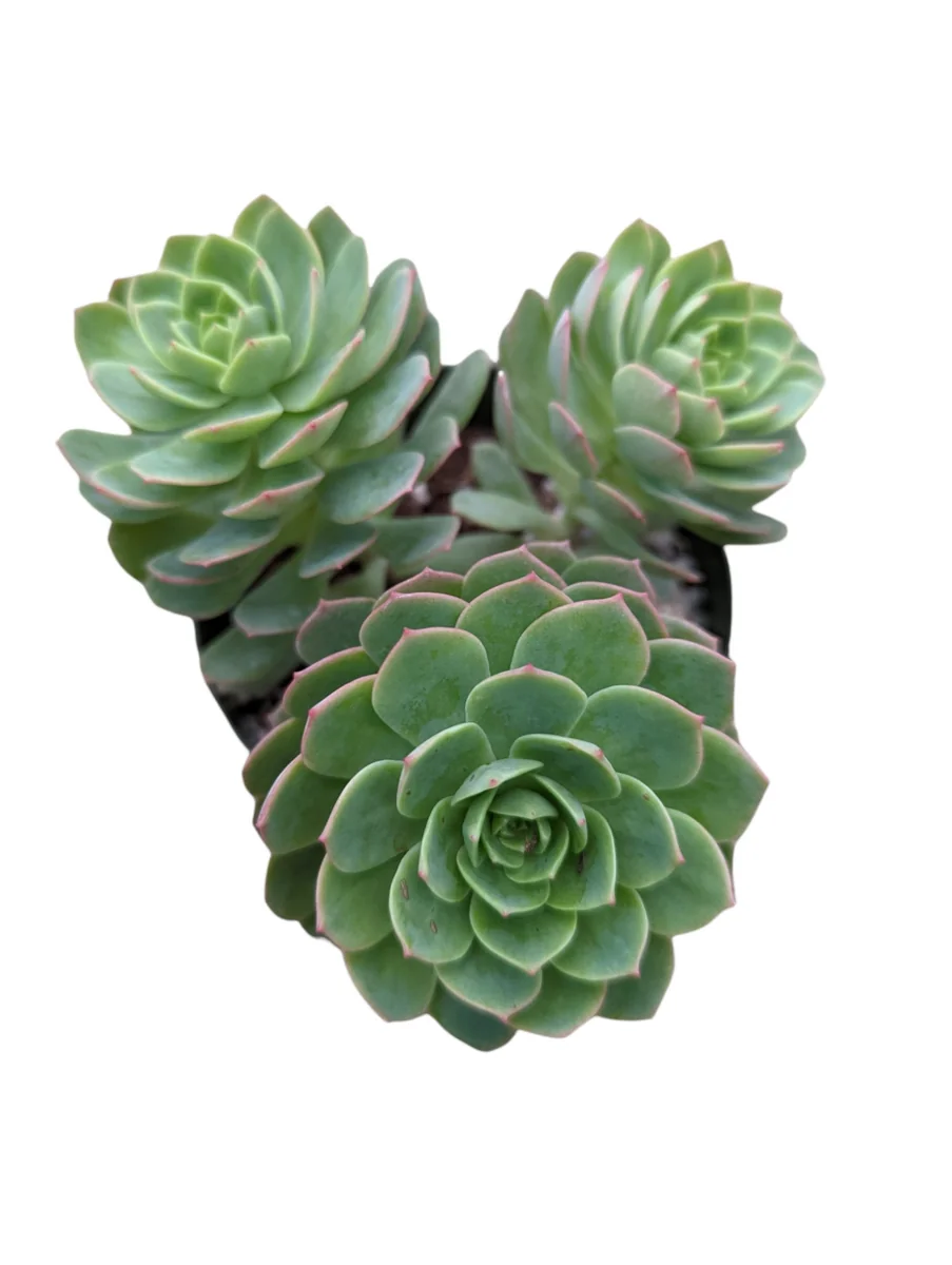 Sedeveria 'Green Rose' Succulent Live Plant - Drought Tolerant Indoor/Outdoor - Image 8