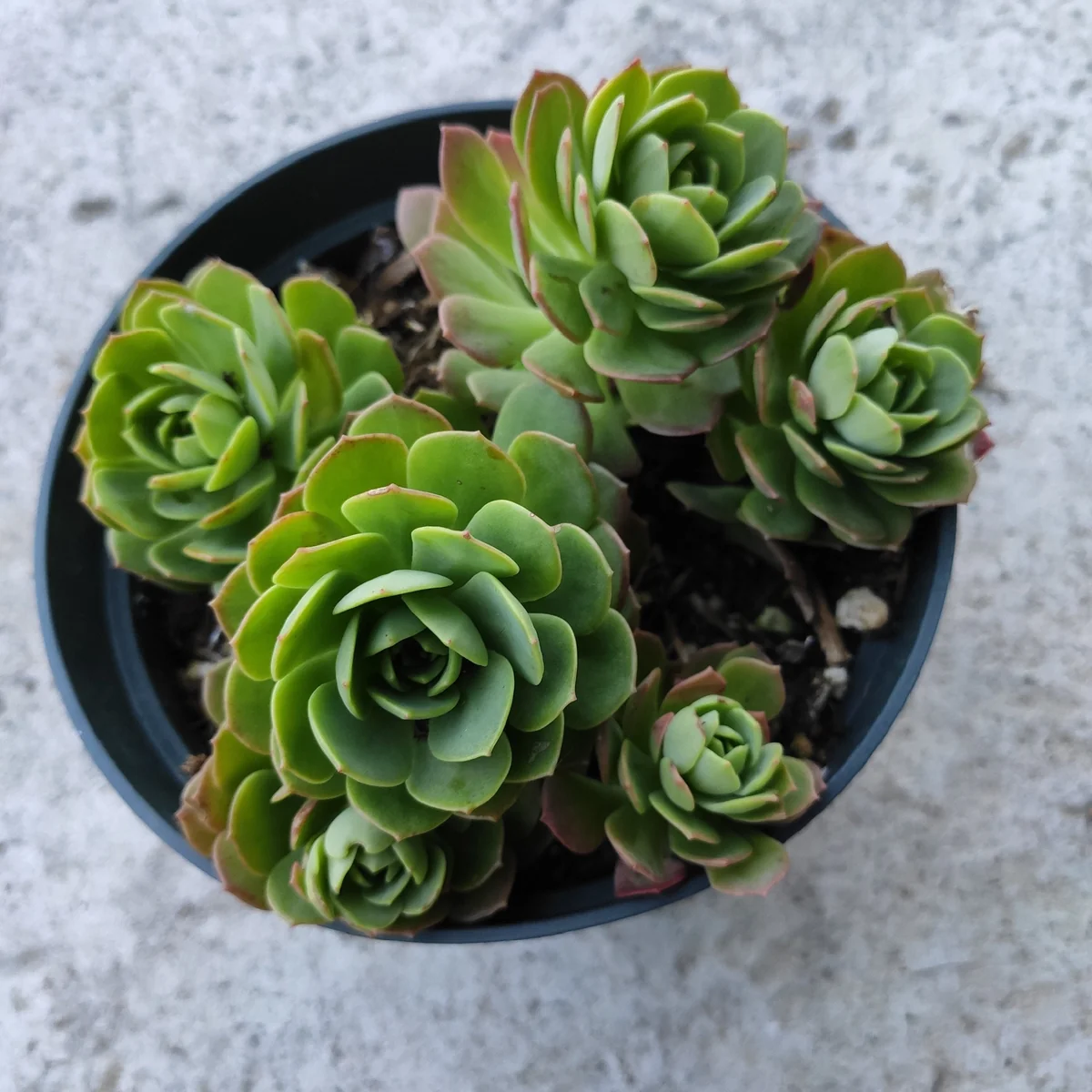 Sedeveria 'Green Rose' Succulent Live Plant - Drought Tolerant Indoor/Outdoor - Image 9