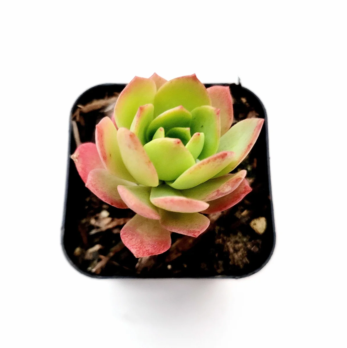 Sedeveria 'Green Rose' Succulent Live Plant - Drought Tolerant Indoor/Outdoor - Image 1