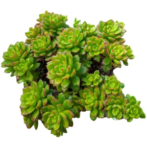 Sedeveria 'Letizia' Succulent Live Plant – Drought-Tolerant Kalanchoe Hybrid - Image 10
