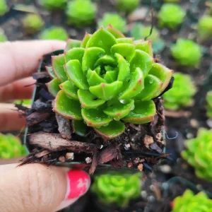 Sedeveria 'Letizia' Succulent Live Plant – Drought-Tolerant Kalanchoe Hybrid - Image 2