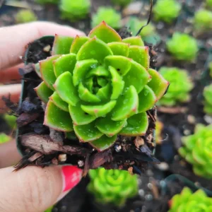 Sedeveria 'Letizia' Succulent Live Plant – Drought-Tolerant Kalanchoe Hybrid - Image 1