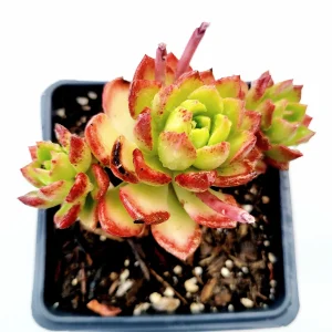 Sedeveria 'Letizia' Succulent Live Plant – Drought-Tolerant Kalanchoe Hybrid - Image 5